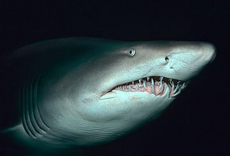 Close up view of a Spotted Ragged Tooth Shark