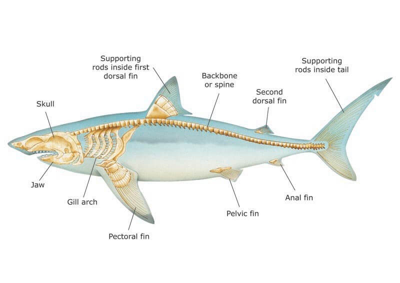 Shark skeleton in a drawing 
