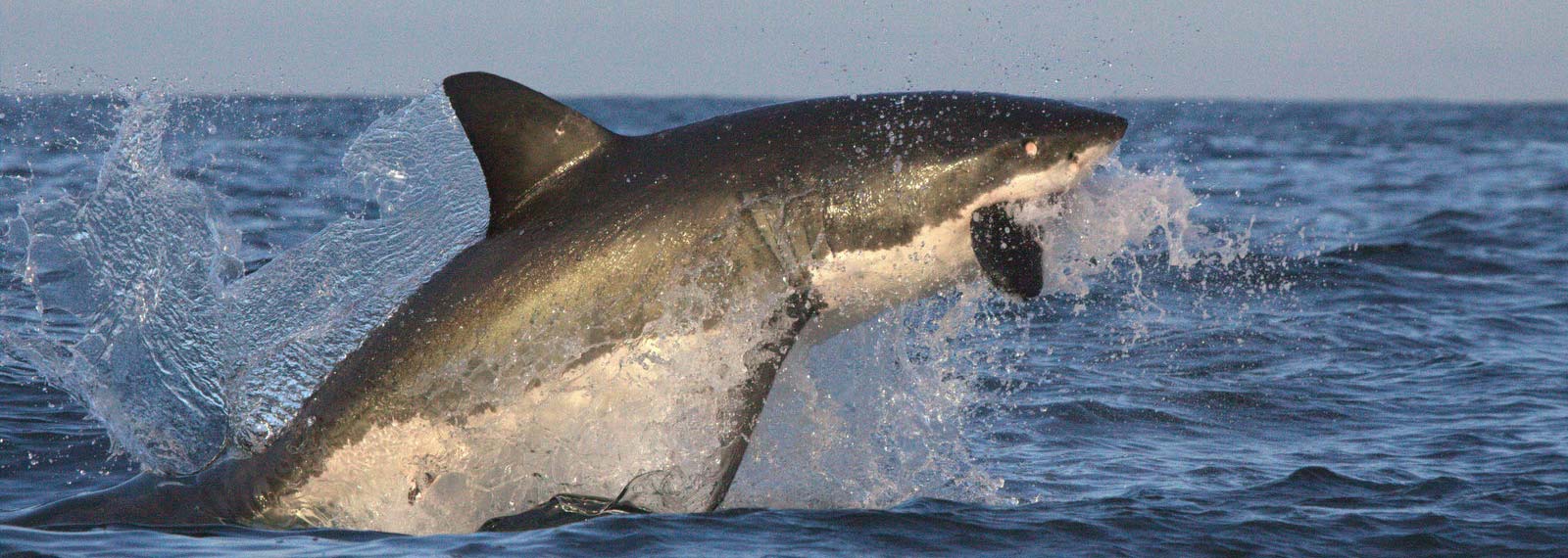 5 day shark cage