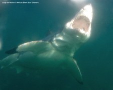 Great White Shark False Bay