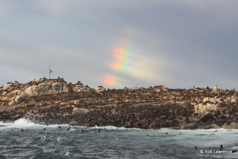 Seal Island forms a natural chumline for the Great White Sharks in False Bay